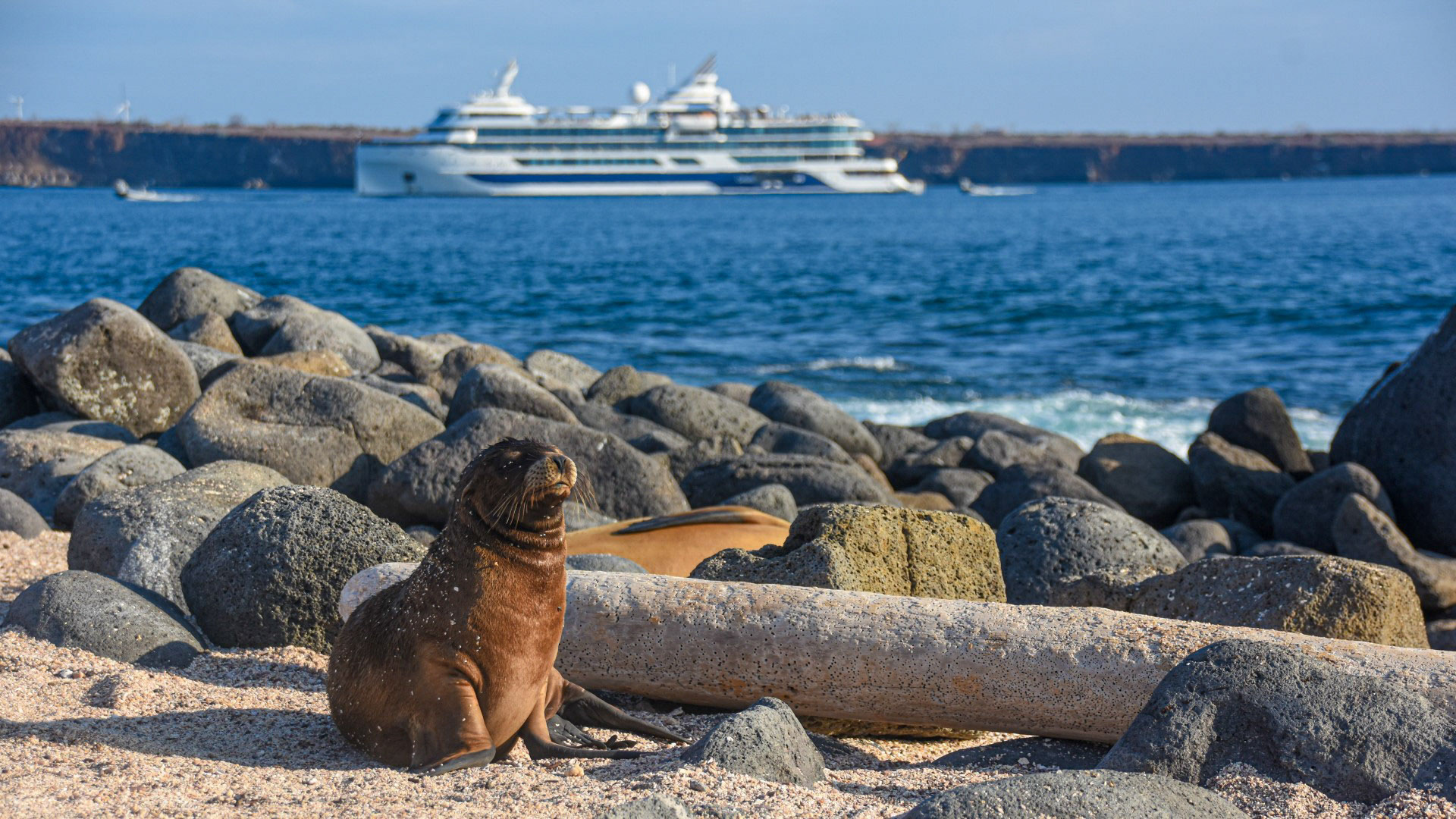 images/Ship photos/Flora 花神號/11_aCEL_FL_Galapagos_Sea_Lions_edited.jpg